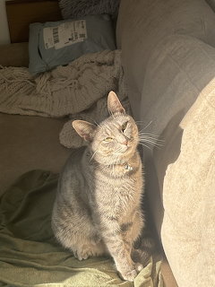 Gray tabby cat sitting on a couch in warm sunlight indoors