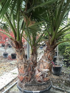 Cluster of potted palm trees in a large planter outdoors