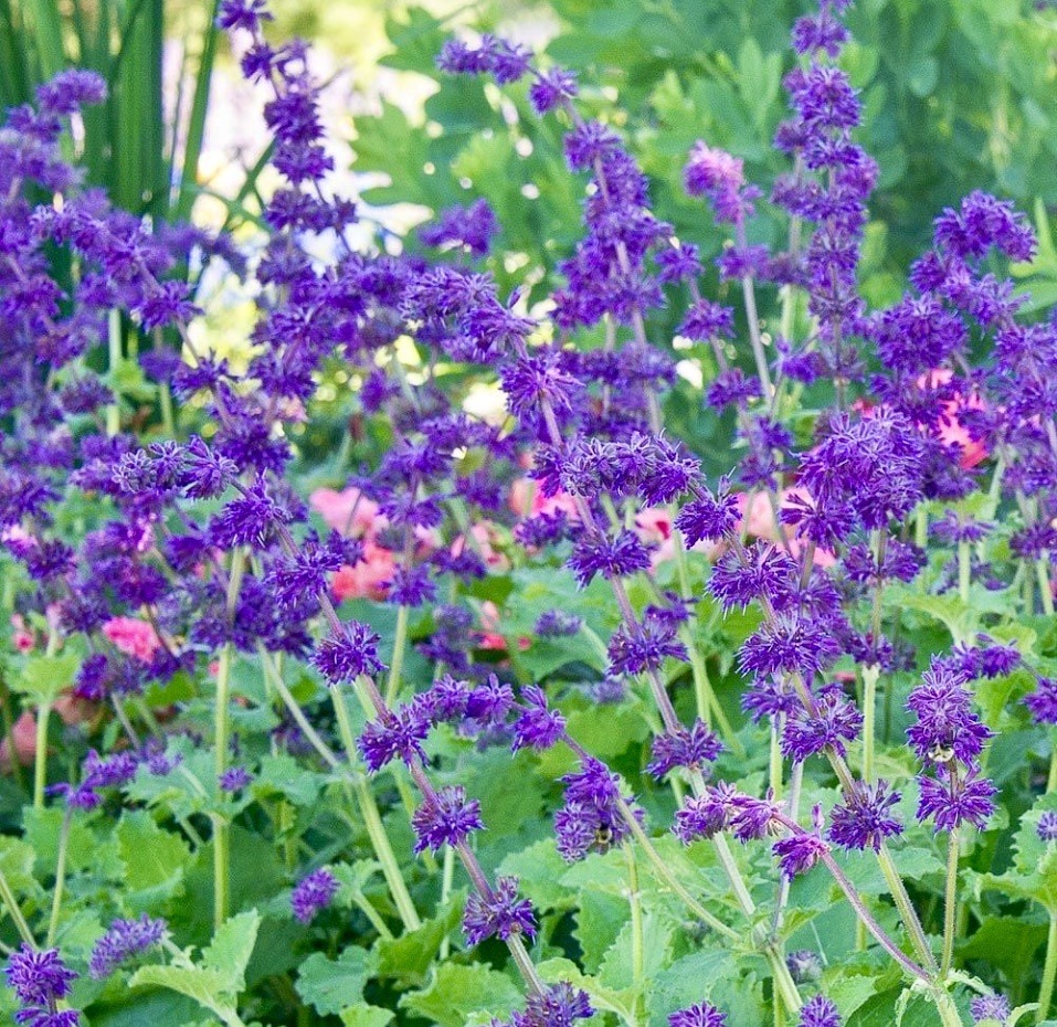 Dense cluster of purple salvia flowers with tall violet spikes in green garden
