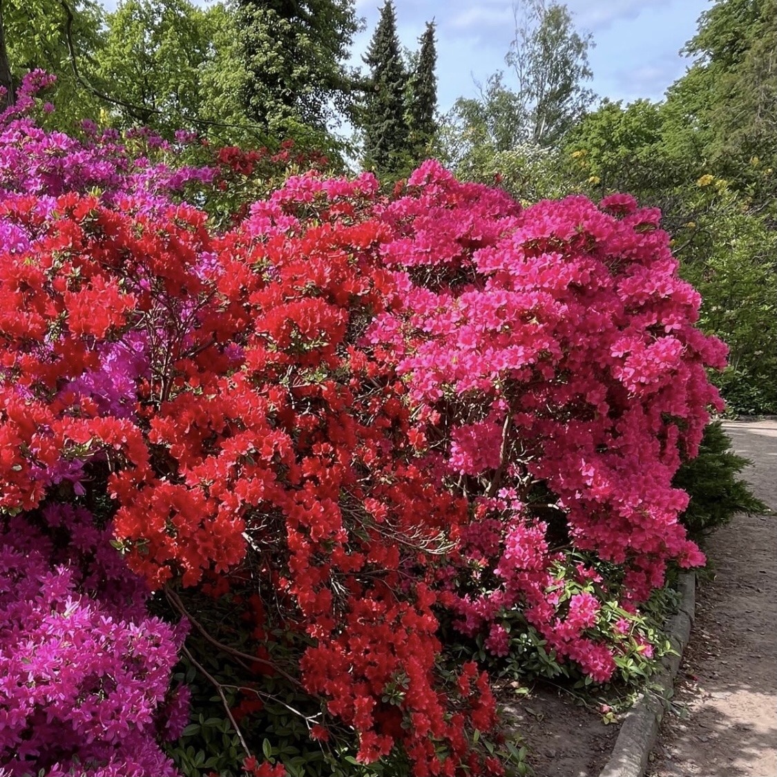 Vibrant red and pink azalea bushes blooming in a garden with trees and blue sky
