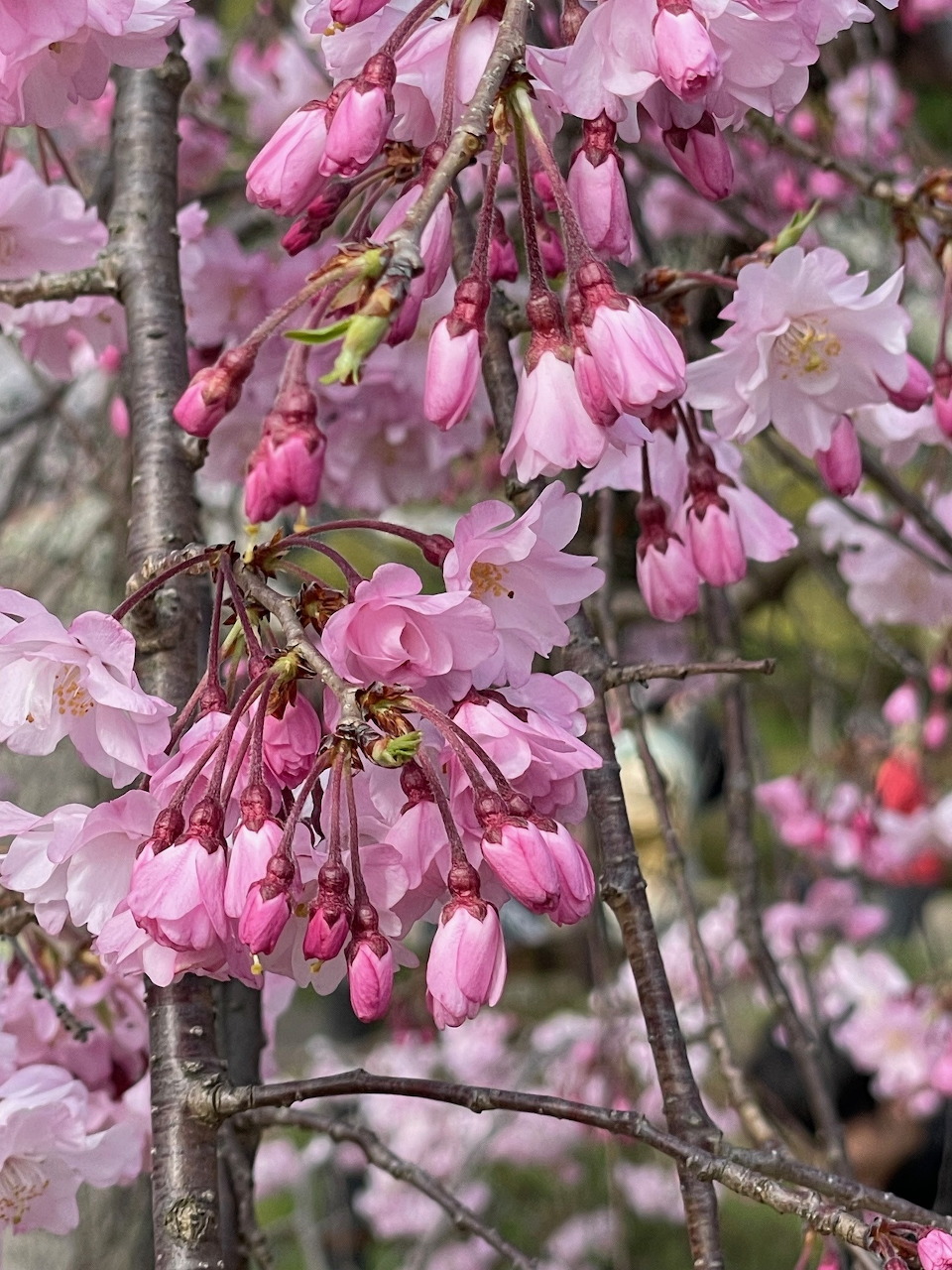 Pink cherry blossom flowers on dark branches with soft bokeh background