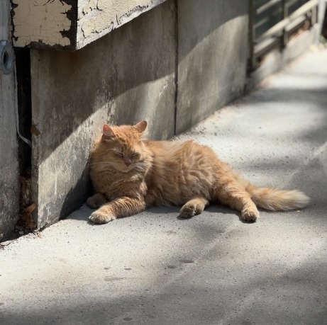 Fluffy orange ginger cat napping in sunlight on a concrete pavement beside a grey wall