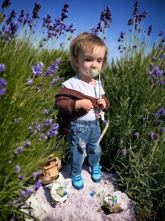 Young child in white shirt and jeans standing among purple lavender plants against blue sky