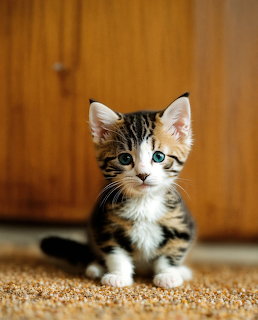 Young tabby and white kitten with blue eyes sitting on textured surface in front of wooden wall