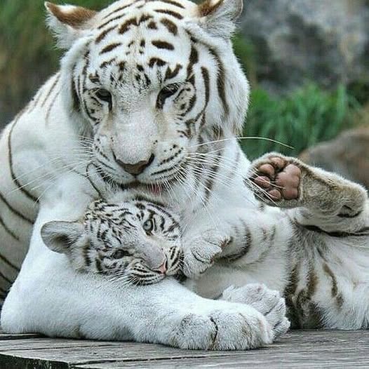 White Tiger Cub