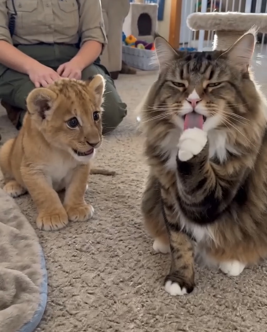 Tabby cat with tongue out next to small lion cub indoors