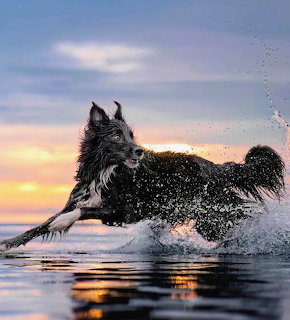 Black and white Border Collie running through water at sunset creating large splash