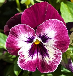 Purple and white pansy flower with dark purple center markings against green leaves