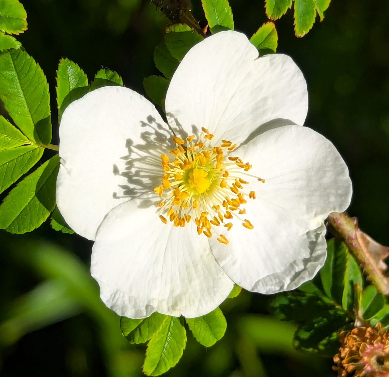 White Bibernell Rose