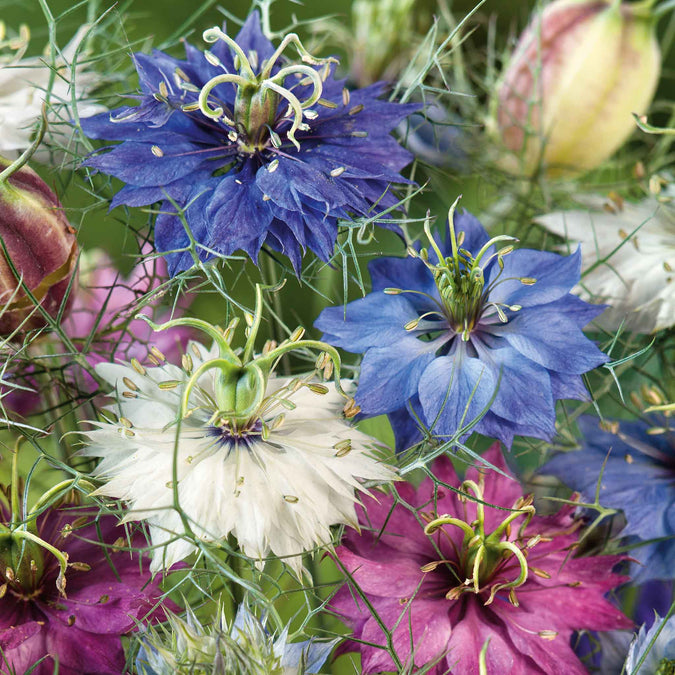 Close-up of blue, white, and pink nigella flowers surrounded by fine green leaves