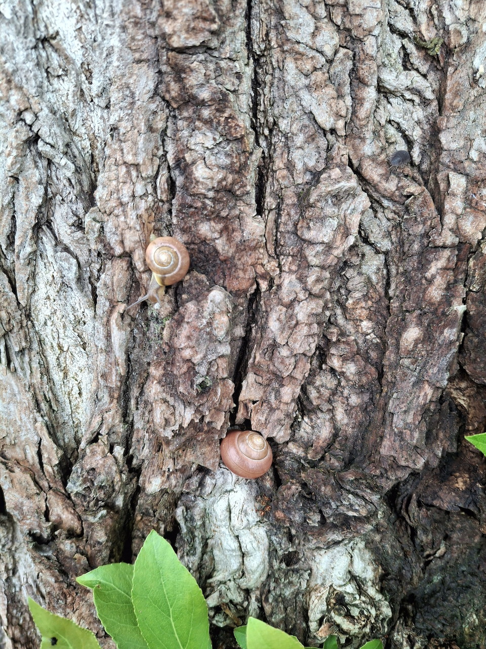 Multiple snails on rough textured tree bark surface