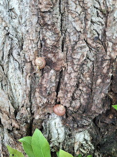 Snails on Tree Bark