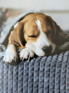 Beagle dog sleeping on gray cushion