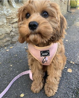 Brown Cavoodle puppy wearing pink harness sitting on pavement