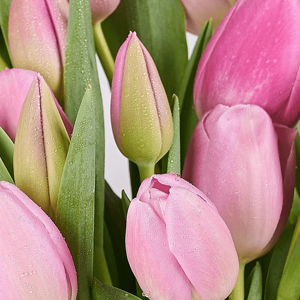 Pink Tulips