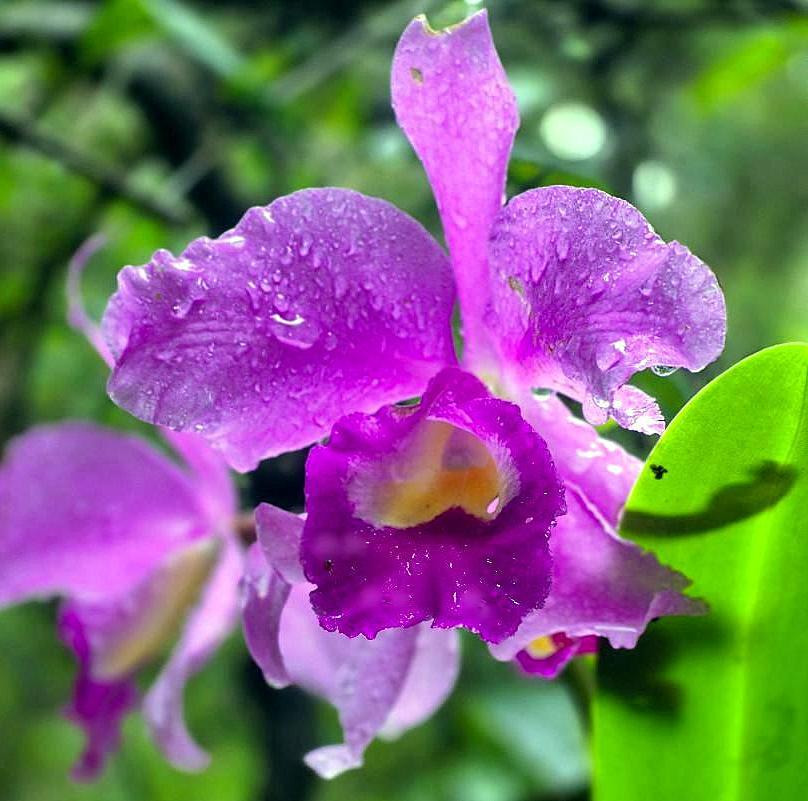Close-up of a purple orchid flower with water droplets and green leaves in the background