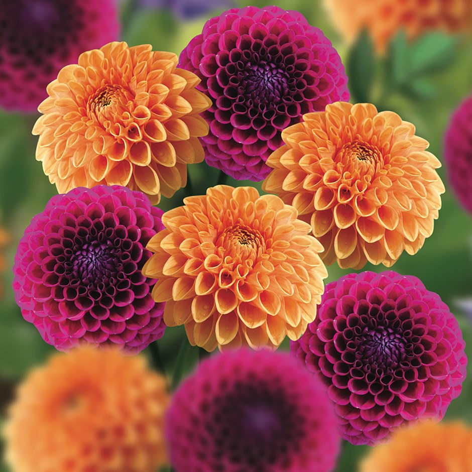 Close-up of orange and magenta dahlia flowers with densely packed round petals in a bouquet arrangement