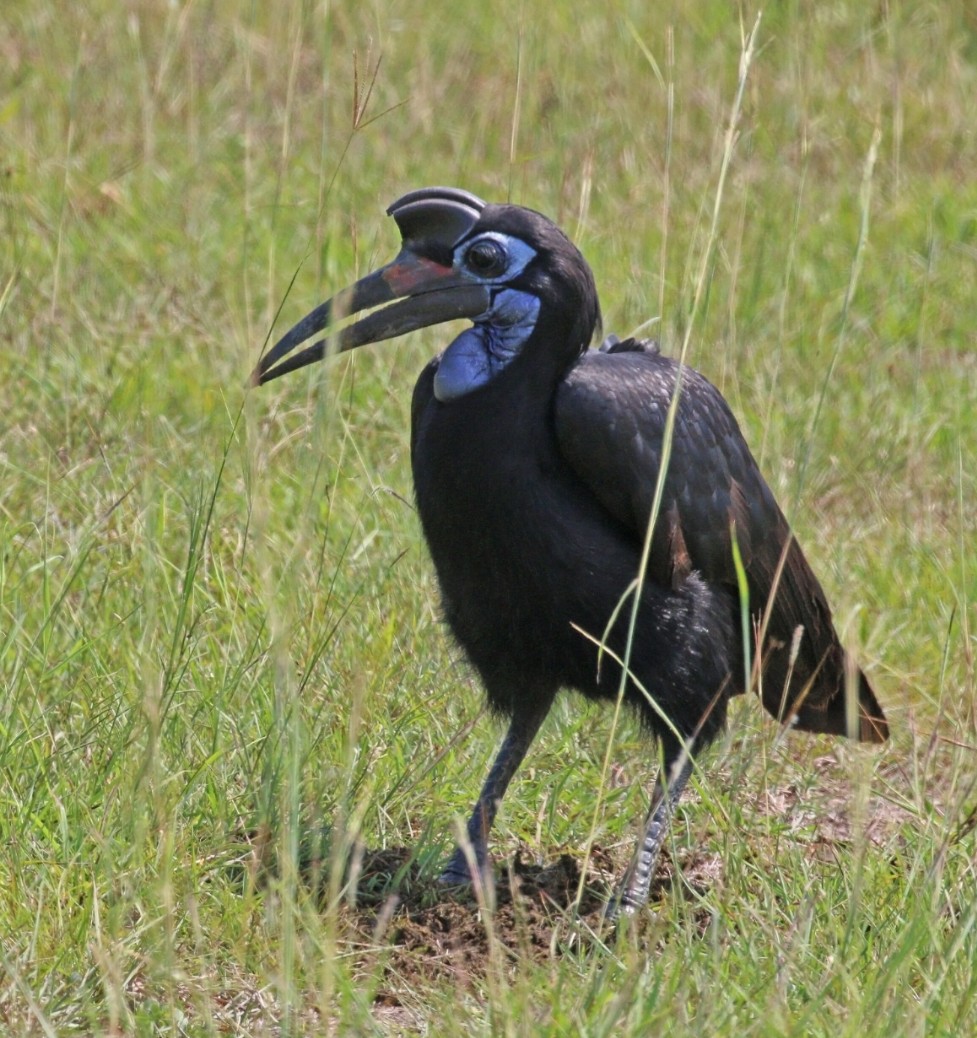 Abyssinian Ground-Hornbill