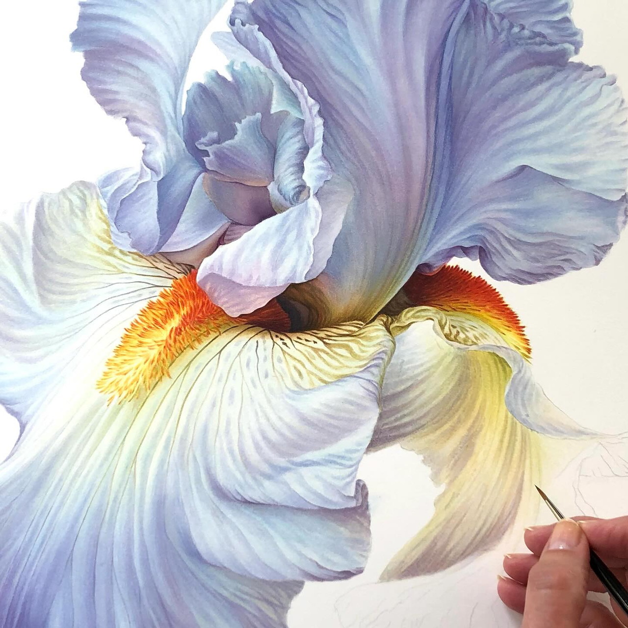 Close-up of a pale blue iris flower with ruffled petals and a hand drawing near the bottom right
