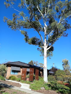 Modern brick house with large white-barked eucalyptus tree in front garden under blue sky