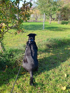 Black and white dog sitting on grass in a garden with trees and fence behind