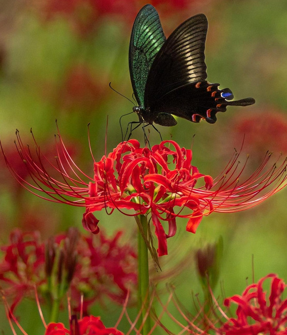 Black butterfly on bright red spider lily flower with long curved stamens