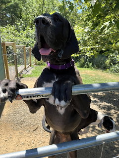 Large black dog with purple collar standing on hind legs leaning over a metal gate outdoors