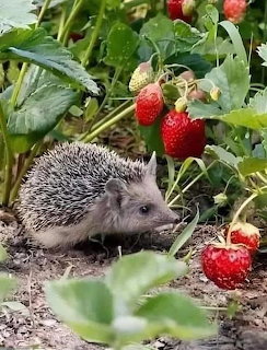 Hedgehog on ground next to strawberry plants with ripe red strawberries