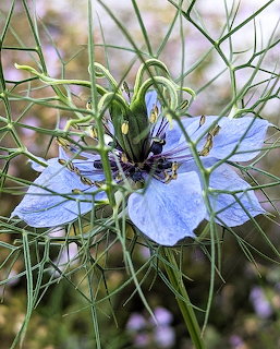 Blue nigella flower with wispy green foliage in a garden setting