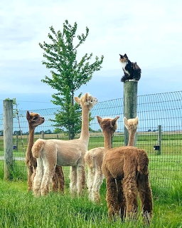 Four alpacas in a green field with a cat sitting on a wooden fence post