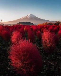 Mount Fuji with snow-capped peak behind field of bright red kochia plants