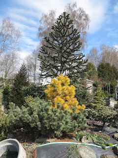 Monkey Puzzle Tree Garden