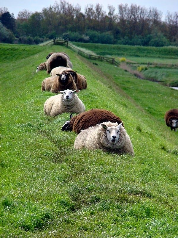 Several sheep lined up along a green grassy slope in a rural landscape