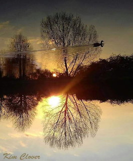 Golden sunset reflected in calm water beneath bare trees with a bird silhouette in the sky