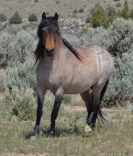 Tan wild horse with dark mane standing in a grassy sagebrush field