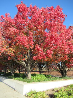 Autumn Trees Canberra Australia