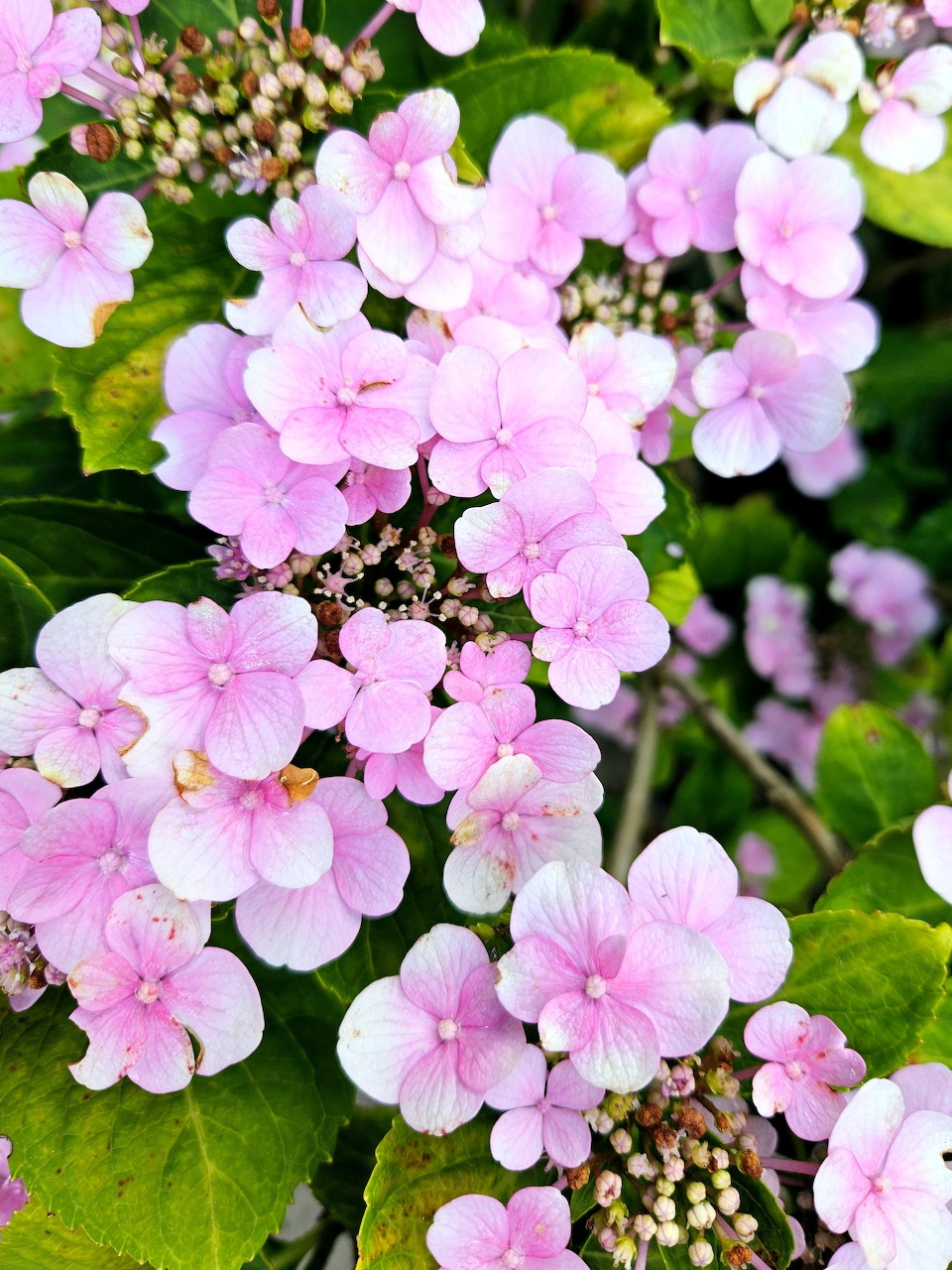 Close-up of pale pink hydrangea flowers surrounded by green leaves