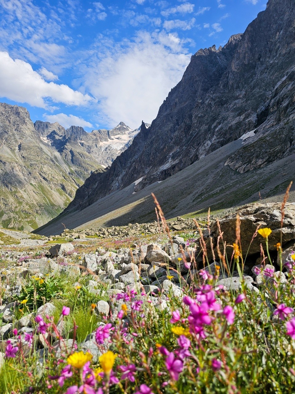 Alpine Wildflowers Mountain Valley