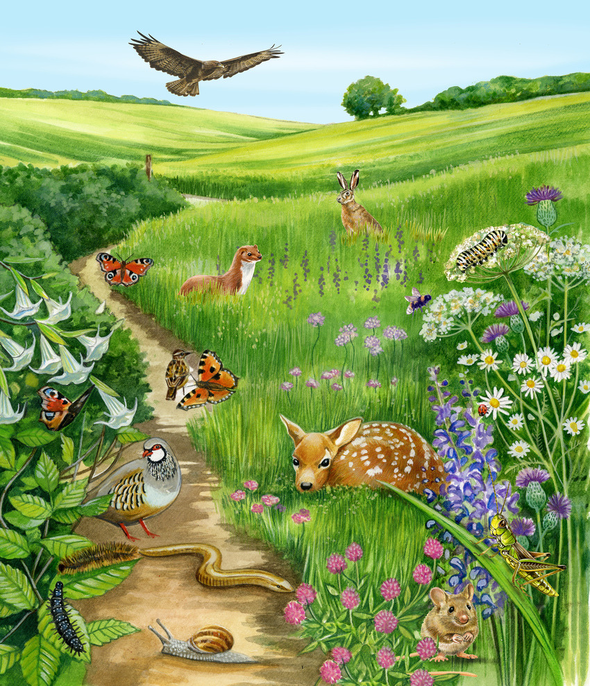 Jigsaw puzzle image