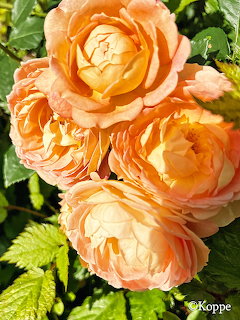 Close-up of peach-orange roses clustered among green leaves