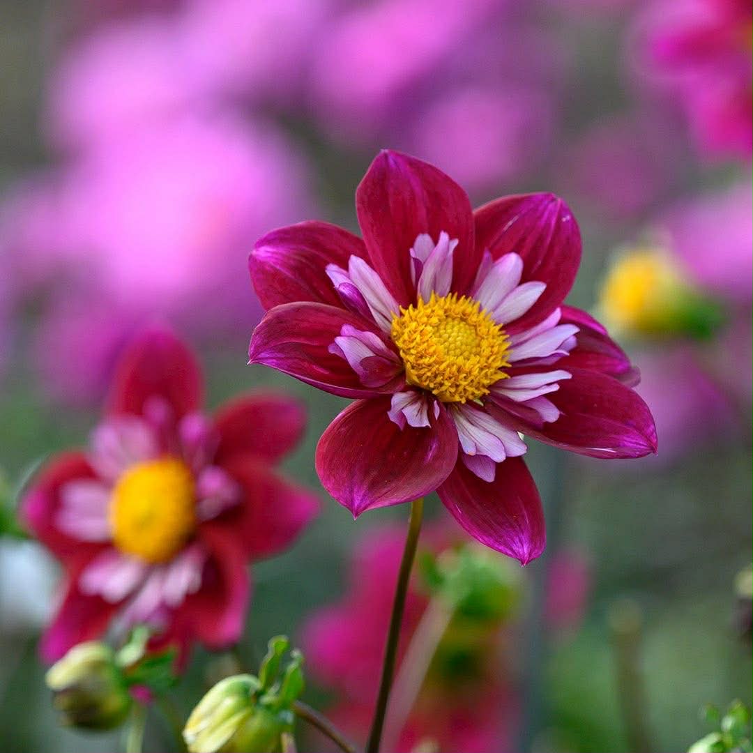 Pink peony flower with white petal tips and yellow center in garden setting