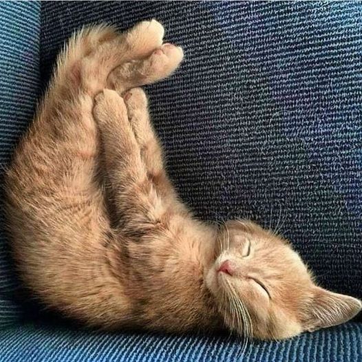 Orange Cat Lying Upside Down