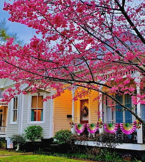 Colorful House Spring Blossoms