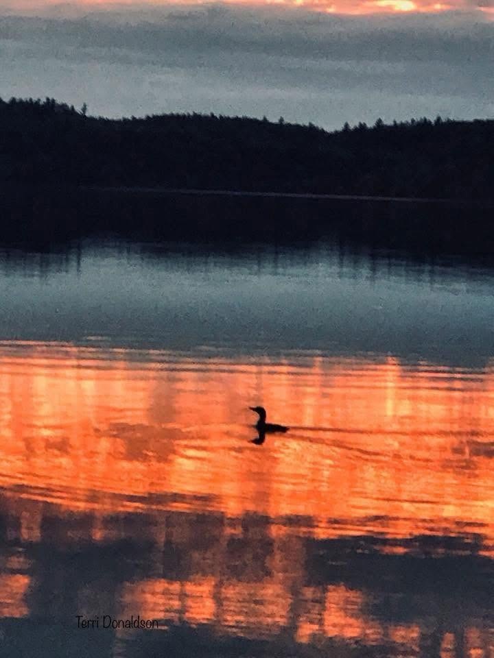 Silhouetted duck swimming on a calm lake with bright orange sunset reflections