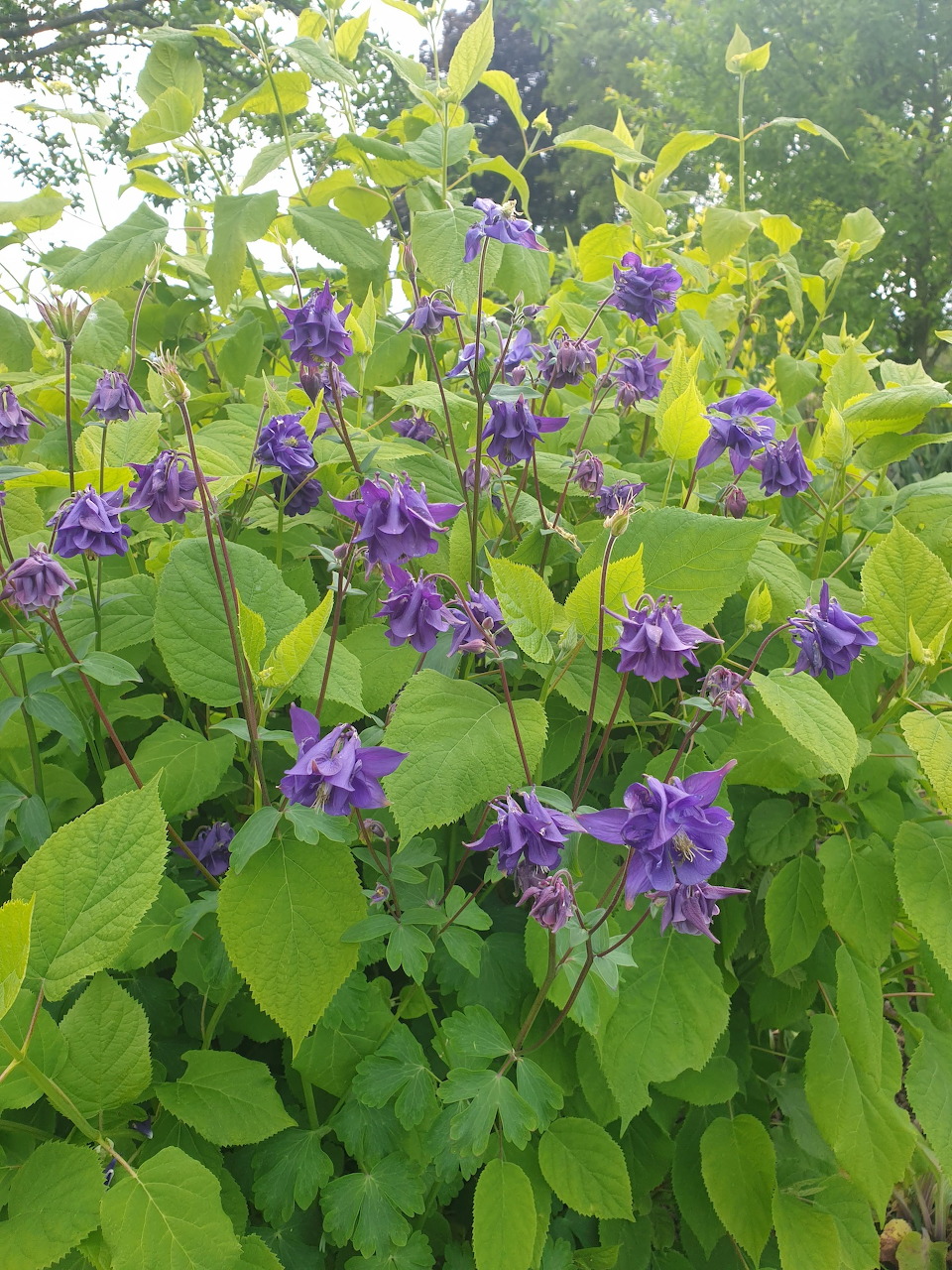 Purple columbine flowers blooming in green garden foliage