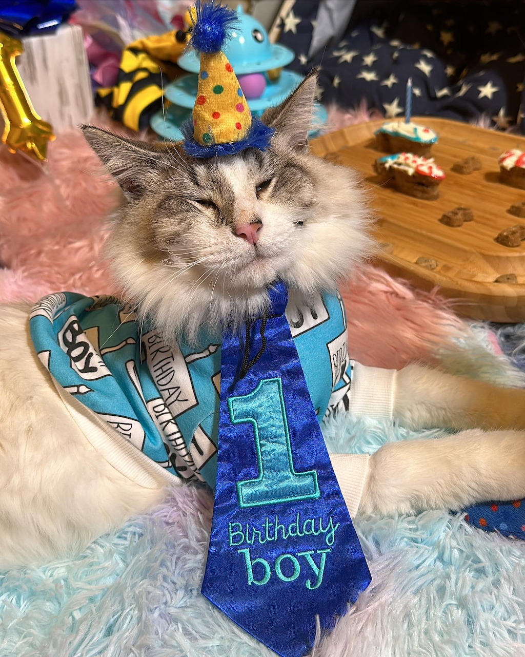 Tabby cat in party hat and birthday bib sitting at celebration table