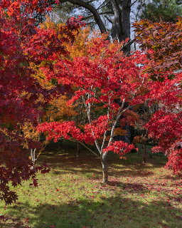 Autumn Maple Trees