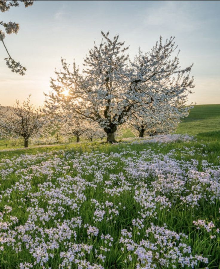 Blossoming Trees Spring Meadow
