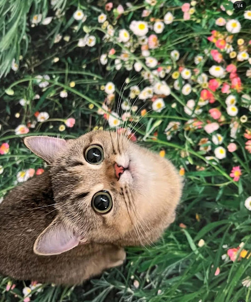 Tabby kitten with large eyes lying in colorful flower garden looking directly at camera