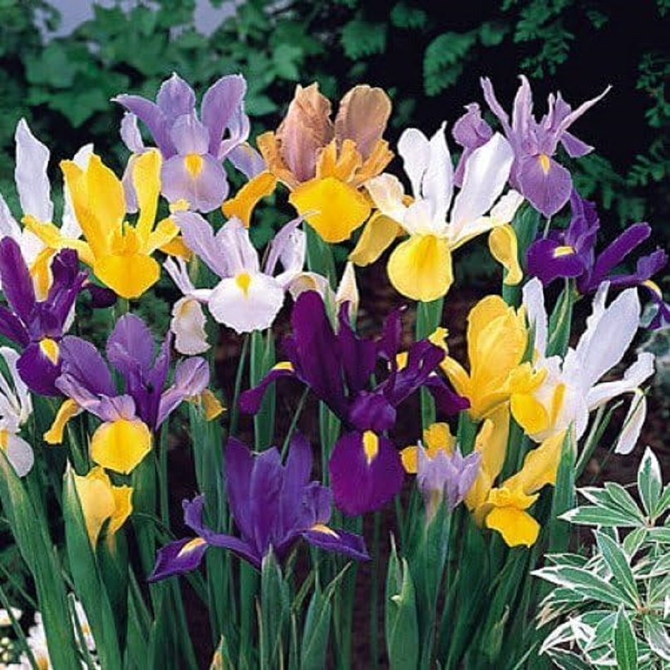 Vibrant Dutch iris flowers in purple, yellow, and white colors with green stems and leaves